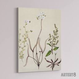 "Artery8 New Zealand Drosera Arcturi Plant Flowers Featon Canvas Wall Art Print in Beige - Size: W12"" x H16""" - thumbnail 2