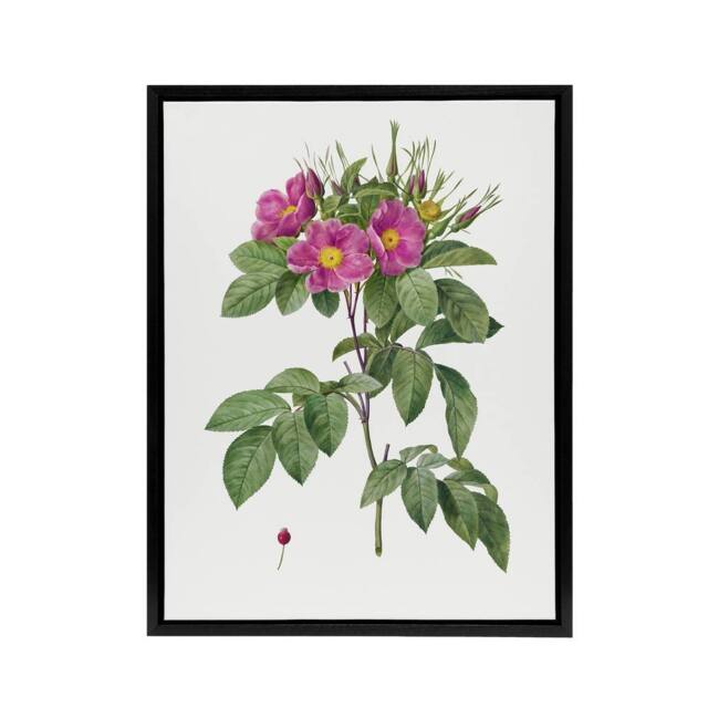 "Artery8 Carolina Rose Illustration Redoute Black Framed Canvas Wall Art in White - Size: W12"" x H16""" - image 1