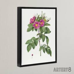 "Artery8 Carolina Rose Illustration Redoute Black Framed Canvas Wall Art in White - Size: W12"" x H16""" - thumbnail 2