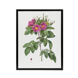 "Artery8 Carolina Rose Illustration Redoute Black Framed Canvas Wall Art in White - Size: W12"" x H16""" - thumbnail 1