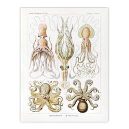 "Artery8 Squid & Octopus Vintage s Haeckel Botanical Wall Art Print Poster in White - Size: W12"" x H16""" - thumbnail 1