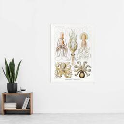 "Artery8 Squid & Octopus Vintage s Haeckel Botanical Wall Art Print Poster in White - Size: W12"" x H16""" - thumbnail 4
