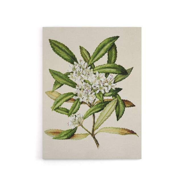 "Artery8 New Zealand Tawari Plant Flowers Featon Canvas Wall Art Print in Beige - Size: W12"" x H16""" - image 1