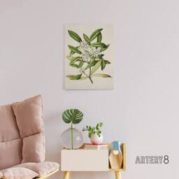 "Artery8 New Zealand Tawari Plant Flowers Featon Canvas Wall Art Print in Beige - Size: W12"" x H16""" - thumbnail 3