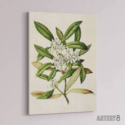 "Artery8 New Zealand Tawari Plant Flowers Featon Canvas Wall Art Print in Beige - Size: W12"" x H16""" - thumbnail 2