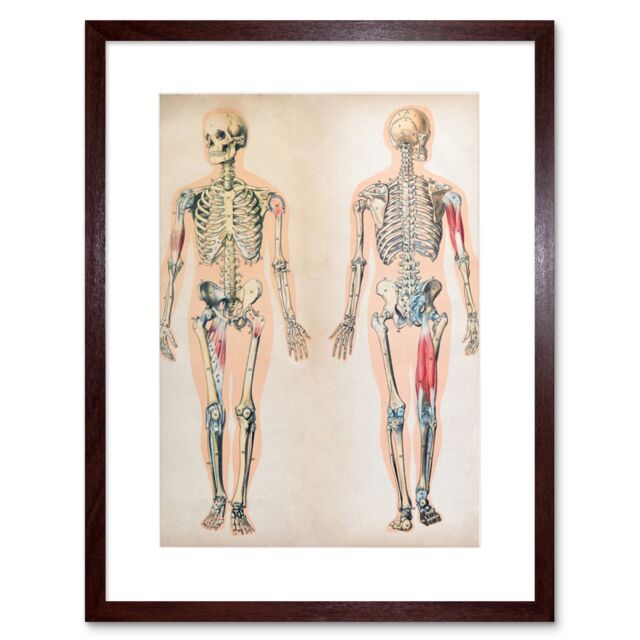 "Artery8 Wall Art Print Human Body Anatomy Skeleton Muscles Art Framed 9x7 inch in Brown - Size: W7"" x H9""" - image 1