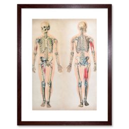 "Artery8 Wall Art Print Human Body Anatomy Skeleton Muscles Art Framed 9x7 inch in Brown - Size: W7"" x H9""" - thumbnail 1