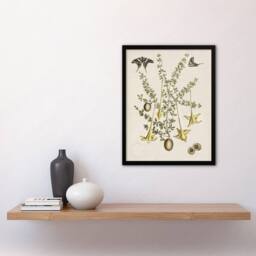 Artery8 Frutex Spinofus Flowers & Butterflies Catesby Framed Wall Art Print in Beige - Size: A4 - thumbnail 4