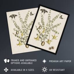 Artery8 Frutex Spinofus Flowers & Butterflies Catesby Framed Wall Art Print in Beige - Size: A4 - thumbnail 2