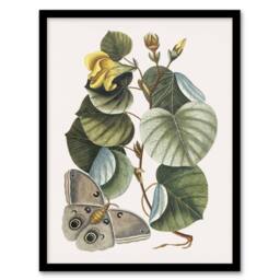 Artery8 Ketmia Hibiscus Flower & Butterfly Catesby Framed Wall Art Print - Size: A4 - thumbnail 1