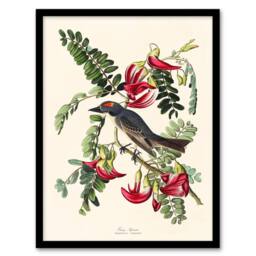Artery8 John James Audubon Framed Wall Art Birds of America Piping Flycatcher in White - Size: A4 - thumbnail 1