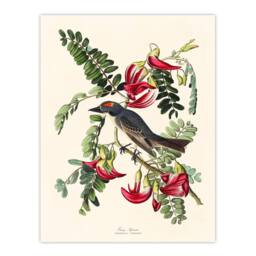 Artery8 John James Audubon Framed Wall Art Birds of America Piping Flycatcher in White - Size: A4 - thumbnail 3
