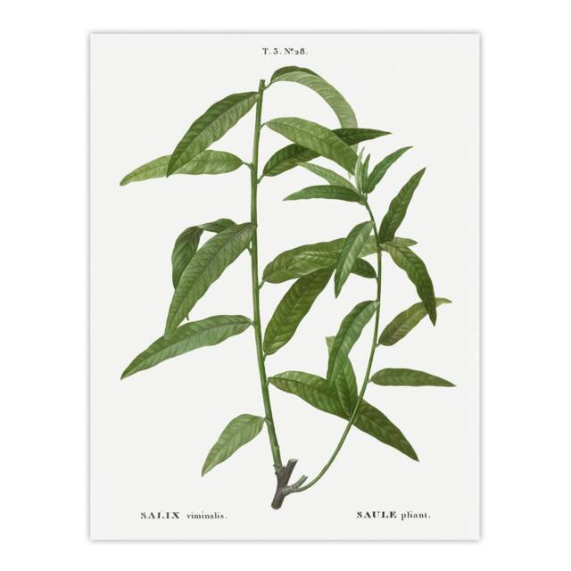 "Artery8 Basket Willow Botanical Redoute Vintage Wall Art Print Poster in White - Size: W12"" x H16""" - image 1