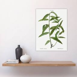 "Artery8 Basket Willow Botanical Redoute Vintage Wall Art Print Poster in White - Size: W12"" x H16""" - thumbnail 4