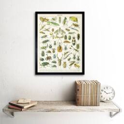 "Artery8 Millot Encyclopedia Page Insects Beetles 12x16"" Framed Wall Art Print - Size: W12"" x H16""" - thumbnail 2