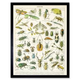 "Artery8 Millot Encyclopedia Page Insects Beetles 12x16"" Framed Wall Art Print - Size: W12"" x H16""" - thumbnail 1