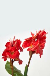 Homescapes Artificial Canna Lily Plant, 90 cm Tall in Green - thumbnail 4