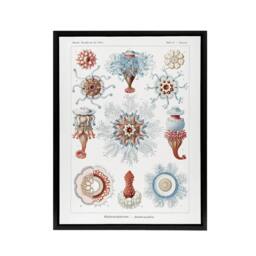"Artery8 Siphonophorae Marine Life Haeckel Botanical Black Framed Canvas Art in White - Size: W12"" x H16""" - thumbnail 1