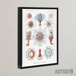 "Artery8 Siphonophorae Marine Life Haeckel Botanical Black Framed Canvas Art in White - Size: W12"" x H16""" - thumbnail 2