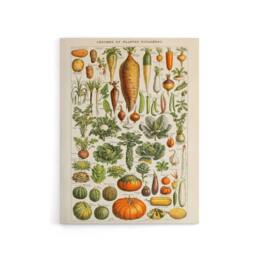 "Artery8 Millot Encyclopedia Page Vegetables Legumes Canvas Wall Art Print - Size: W18"" x H24""" - thumbnail 1