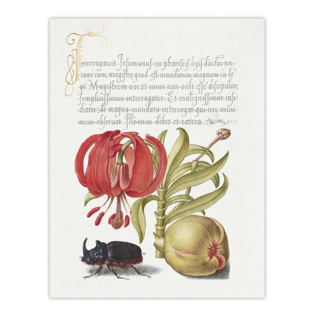 "Artery8 Turks Cap Lily Fig & Beetle Calligraphy Wall Art Poster Print in White - Size: W12"" x H16""" - image 1