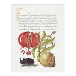 "Artery8 Turks Cap Lily Fig & Beetle Calligraphy Wall Art Poster Print in White - Size: W12"" x H16""" - thumbnail 1