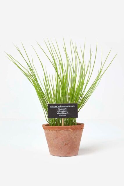 Homescapes Artificial Chive Plant in Decorative Pot in Terracotta - image 1