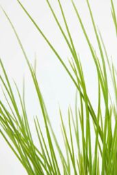 Homescapes Artificial Chive Plant in Decorative Pot in Terracotta - thumbnail 5