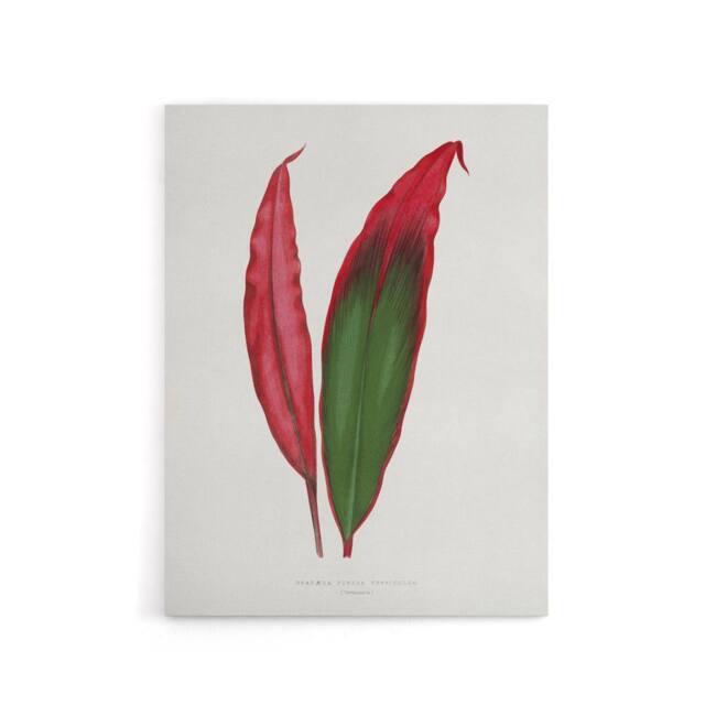 "Artery8 AF Lydon Benjamin Fawcett Cordyline Fruticosa Leaf Canvas Art Print in White - Size: W12"" x H16""" - image 1