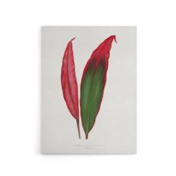 "Artery8 AF Lydon Benjamin Fawcett Cordyline Fruticosa Leaf Canvas Art Print in White - Size: W12"" x H16""" - thumbnail 1