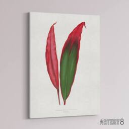 "Artery8 AF Lydon Benjamin Fawcett Cordyline Fruticosa Leaf Canvas Art Print in White - Size: W12"" x H16""" - thumbnail 2