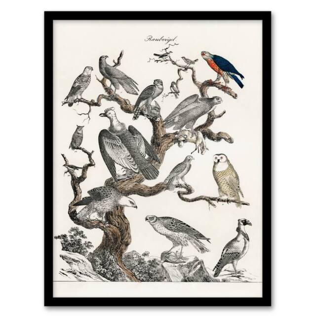 Artery8 Vintage Illustration Framed Wall Art Birds of Prey Perched on Tree in White - Size: A4 - image 1