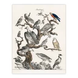 Artery8 Vintage Illustration Framed Wall Art Birds of Prey Perched on Tree in White - Size: A4 - thumbnail 3