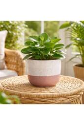 KDMD Hortus Pink & White Bordeaux Stoneware Pot 11cm H x 12.5cm Dia 2 - thumbnail 4