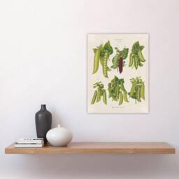 "Artery8 Peas Kitchen Vintage Botanical Ernst Benary Wall Art Poster Print in White - Size: W18"" x H24""" - thumbnail 4