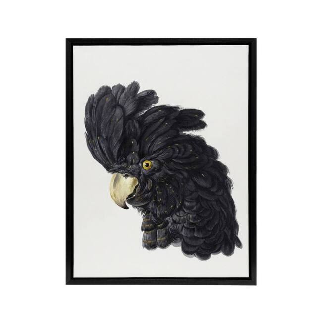 "Artery8 Head of a Black Cockatoo Watercolour Schouman Framed Canvas Wall Art in White - Size: W12"" x H16""" - image 1