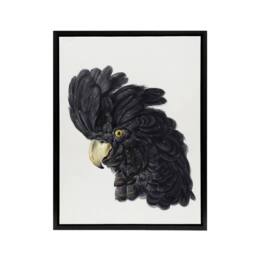 "Artery8 Head of a Black Cockatoo Watercolour Schouman Framed Canvas Wall Art in White - Size: W12"" x H16""" - thumbnail 1