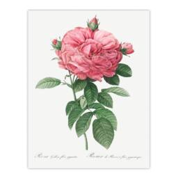 Artery8 Pierre J Redoute Framed Wall Art Giant Gallica Rose Vintage Floral in White - Size: A4 - thumbnail 3