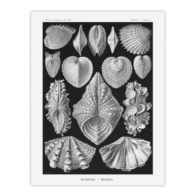 "Artery8 Mollusks Clams Oysters Haeckel Botanical Wall Art Print Poster in Black - Size: W18"" x H24""" - image 1