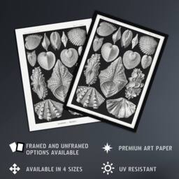 "Artery8 Mollusks Clams Oysters Haeckel Botanical Wall Art Print Poster in Black - Size: W18"" x H24""" - thumbnail 2