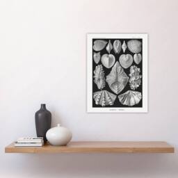 "Artery8 Mollusks Clams Oysters Haeckel Botanical Wall Art Print Poster in Black - Size: W18"" x H24""" - thumbnail 4