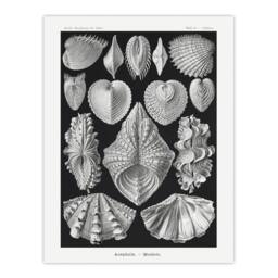 "Artery8 Mollusks Clams Oysters Haeckel Botanical Wall Art Print Poster in Black - Size: W18"" x H24""" - thumbnail 1