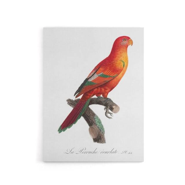 "Artery8 The Crimson Shining Parrot Levaillant Canvas Wall Art Print in White - Size: W12"" x H16""" - image 1