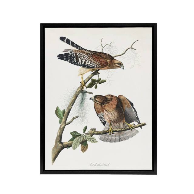 "Artery8 Red Shouldered Hawk Audubon Nature Black Framed Canvas Wall Art in White - Size: W12"" x H16""" - image 1