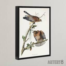 "Artery8 Red Shouldered Hawk Audubon Nature Black Framed Canvas Wall Art in White - Size: W12"" x H16""" - thumbnail 2