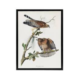 "Artery8 Red Shouldered Hawk Audubon Nature Black Framed Canvas Wall Art in White - Size: W12"" x H16""" - thumbnail 1