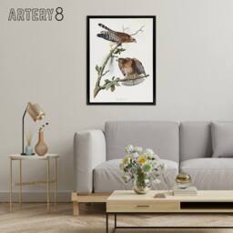 "Artery8 Red Shouldered Hawk Audubon Nature Black Framed Canvas Wall Art in White - Size: W12"" x H16""" - thumbnail 3