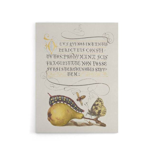 "Artery8 Caterpillar Pear & Butterfly Calligraphy Canvas Wall Art Print in White - Size: W12"" x H16""" - image 1
