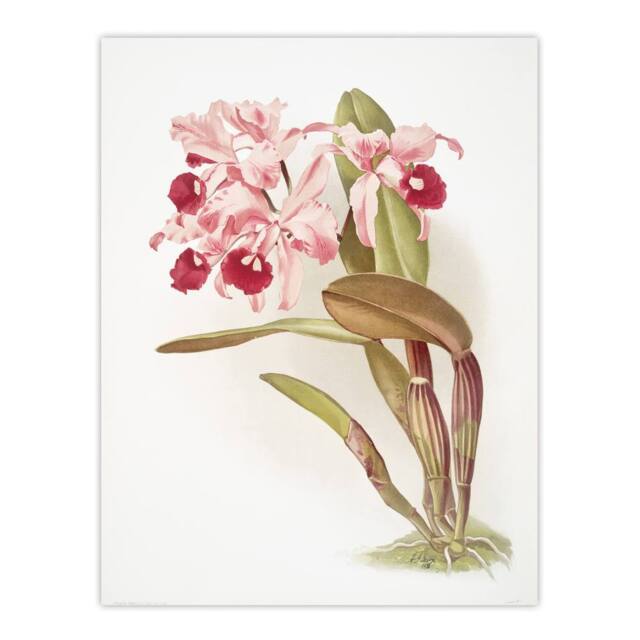 "Artery8 Frederick Sander Cattleya Lawrenceana Orchid Flowers Wall Art Print - Size: W12"" x H16""" - image 1