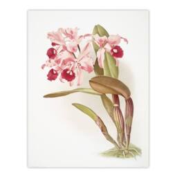 "Artery8 Frederick Sander Cattleya Lawrenceana Orchid Flowers Wall Art Print - Size: W12"" x H16""" - thumbnail 1